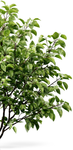 Árvore decorativa